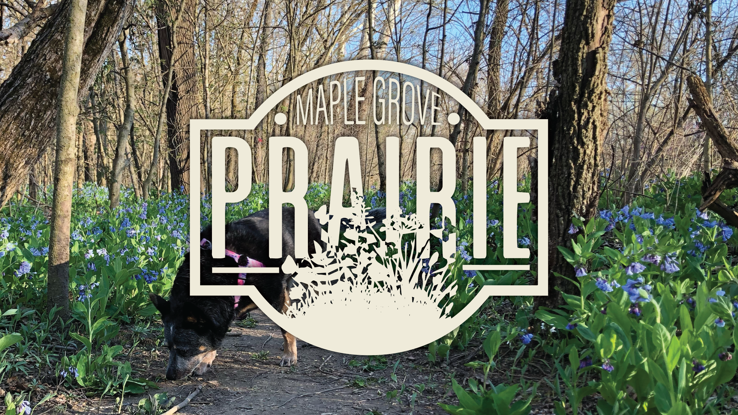 Maple Grove Prairie